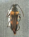 Leptura kerniana