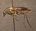 Leptura kerniana - photo 2