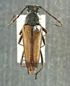 Leptura kerniana - photo 3
