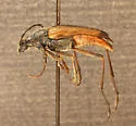 Leptura kerniana - photo 4