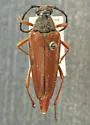 Leptura kerniana - photo 5