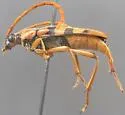 Leptura pacifica - photo 2