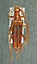 Leptura sequoiae