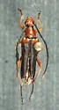 Leptura sequoiae - photo 2