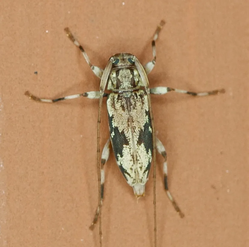 Lepturges angulatus - photo 2