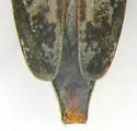 Lepturges confluens