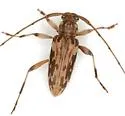 Lepturges infilatus