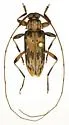 Lepturges infilatus - photo 2