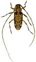 Lepturges infilatus - photo 3
