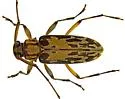 Lepturges infilatus - photo 4