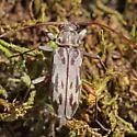 Lepturges pictus