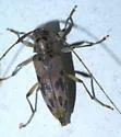 Lepturges pictus - photo 2