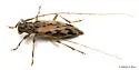 Lepturges pictus - photo 5
