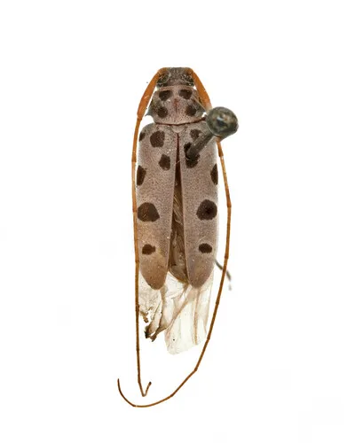 Large-spotted Buckeye Borer - photo 2