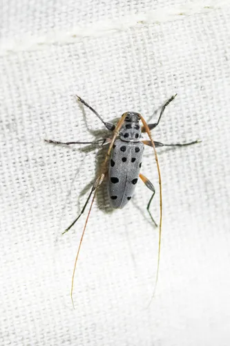 Large-spotted Buckeye Borer - photo 3