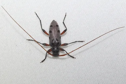 Large-spotted Buckeye Borer - photo 5