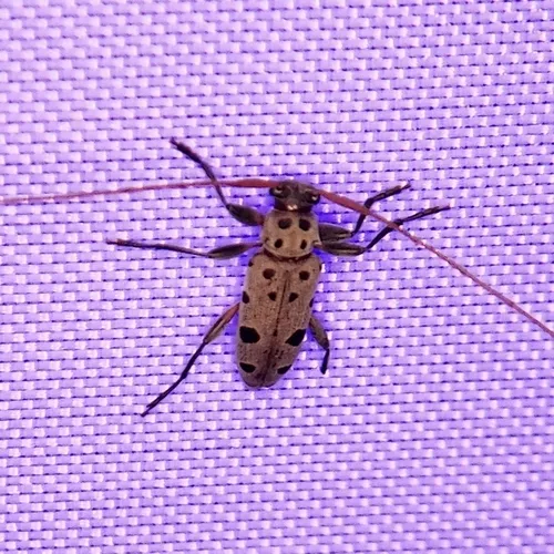 Large-spotted Buckeye Borer - photo 6