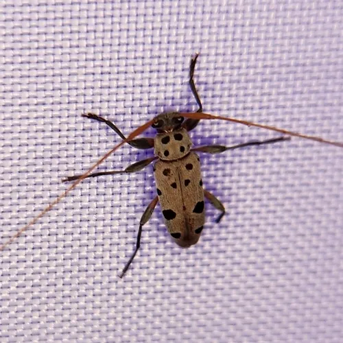 Large-spotted Buckeye Borer - photo 7