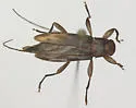 Lepturges symmetricus