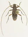 Lepturges symmetricus - photo 2