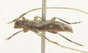 Lepturges symmetricus - photo 3