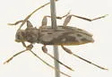 Lepturges symmetricus - photo 4