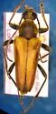 Lepturobosca chrysocoma - Lepturobosca chrysocoma