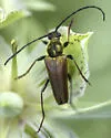 Lepturobosca chrysocoma - photo 2