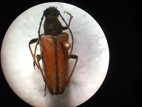 Lepturobosca nigrolineata