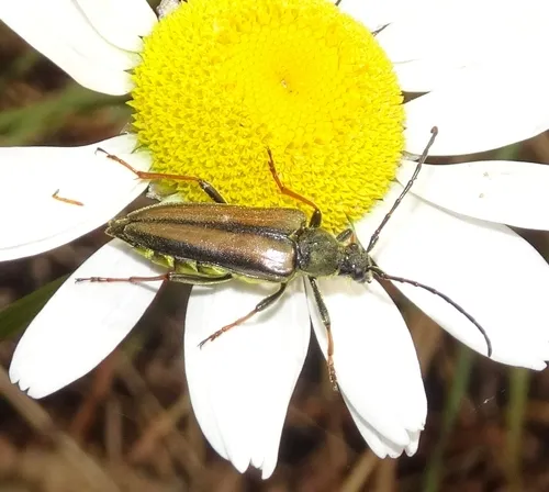 Lepturobosca nigrolineata - photo 3