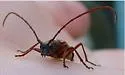 Lepturopsis biforis - Lepturopsis biforis
