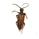 Lepturopsis biforis - photo 4