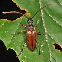 Lepturopsis biforis - photo 5