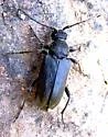 Lepturopsis dolorosa