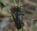 Lepturopsis dolorosa - photo 2