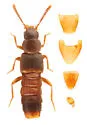 Leptusa brevicollis
