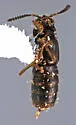 Leptusa carolinensis - photo 2