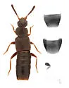 Leptusa carolinensis - photo 3