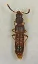 Leptusa cribratula