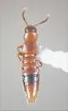 Leptusa elegans - Leptusa elegans