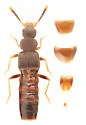 Leptusa opaca