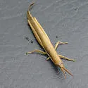 Cattail Toothpick Grasshopper