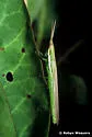 Cattail Toothpick Grasshopper - photo 2