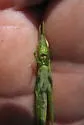 Cattail Toothpick Grasshopper - photo 3