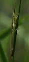 Cattail Toothpick Grasshopper - photo 4