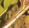 Cattail Toothpick Grasshopper - photo 5