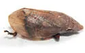 Lepyronia angulifera