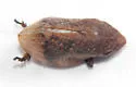 Lepyronia angulifera - photo 2