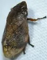 Lepyronia angulifera - photo 3