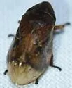 Lepyronia angulifera - photo 5